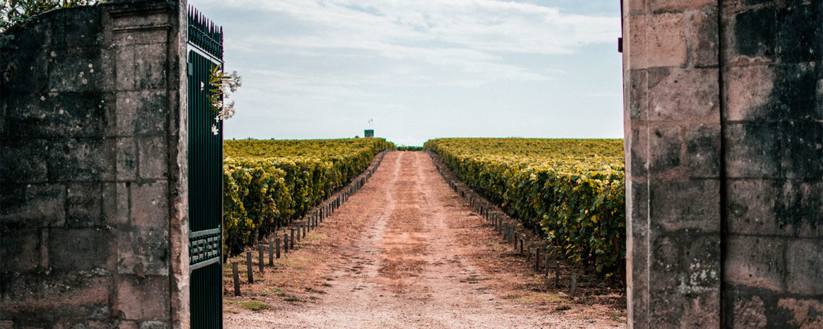 Visiting Vineyards Bordeaux