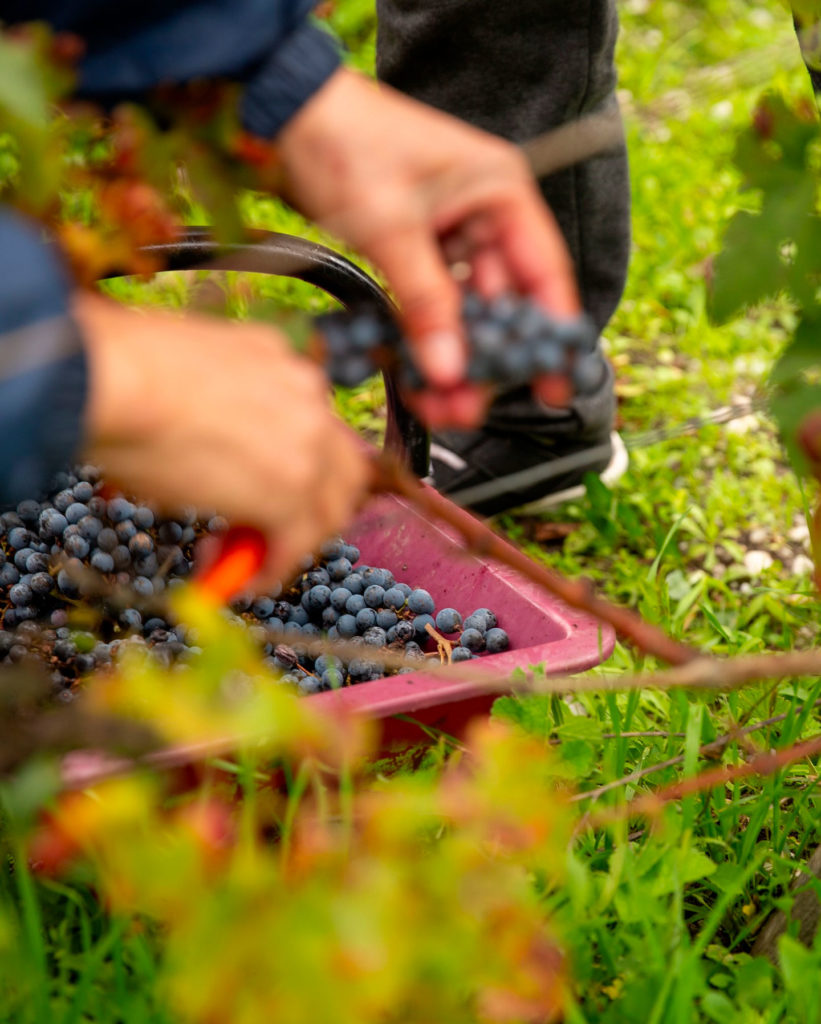 Visiting Bordeaux Vineyards: A Practical Guide