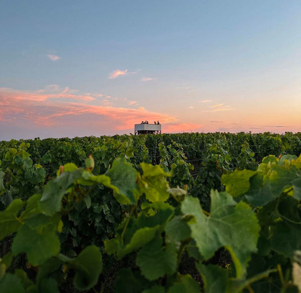 Château La Tour Blanche: A Premier Cru Sauternes Experience