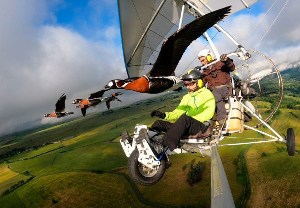 Ultra-light flight with birds in Auvergne