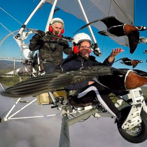 fly with birds