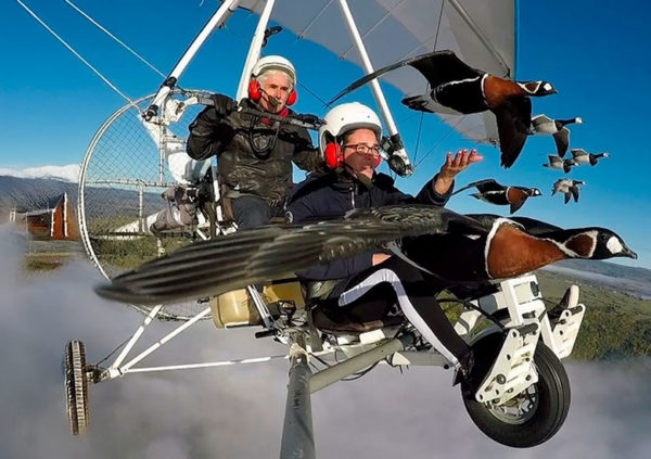 fly with birds