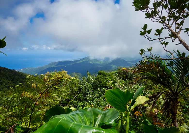 French Caribbean