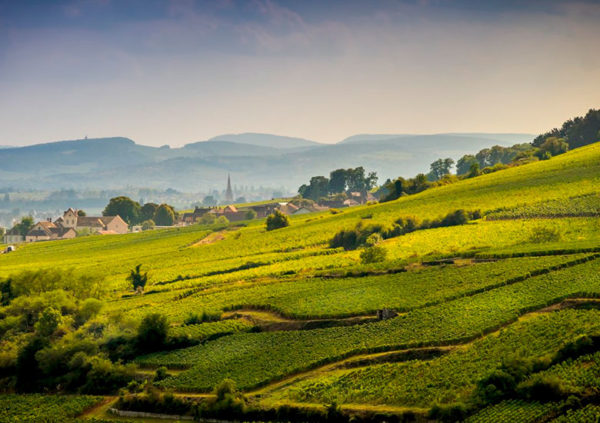 burgundy wine tour