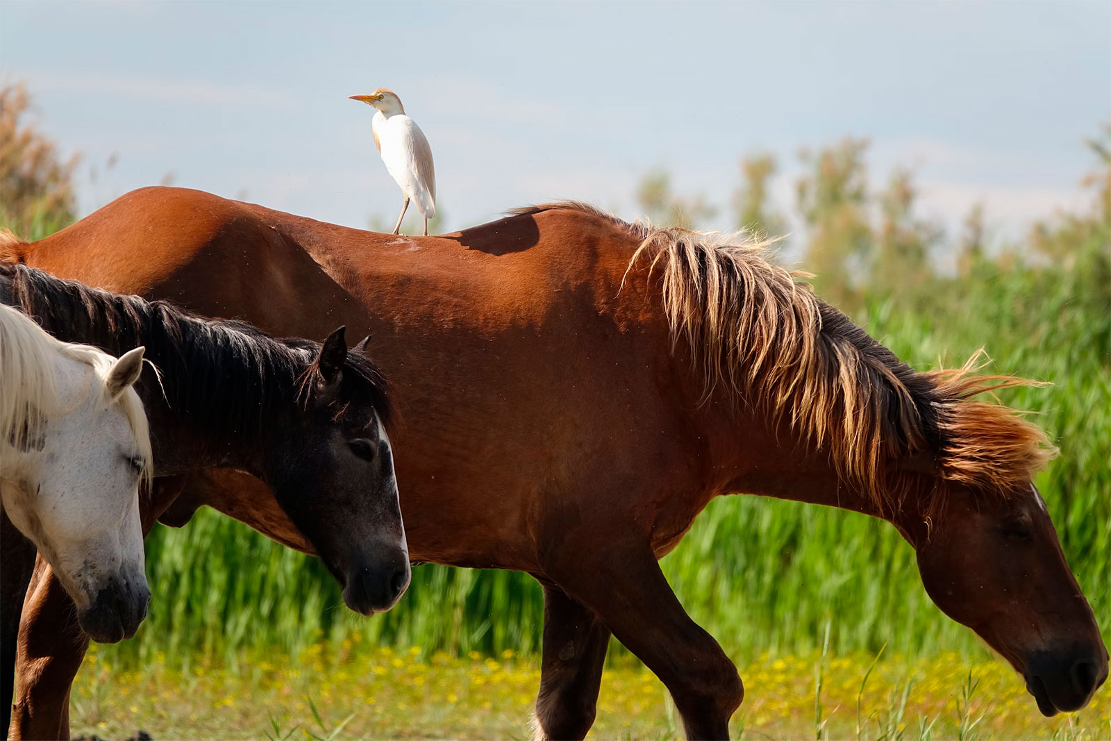 Horseback riding on the beaches of the Camargue