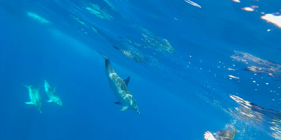 Dolphin encounters in the Mediterranean: swim with marine life