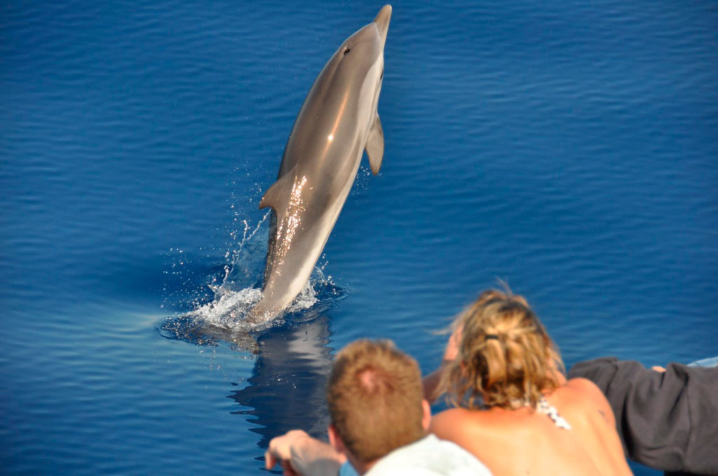Dolphin encounters in the Mediterranean: swim with marine life