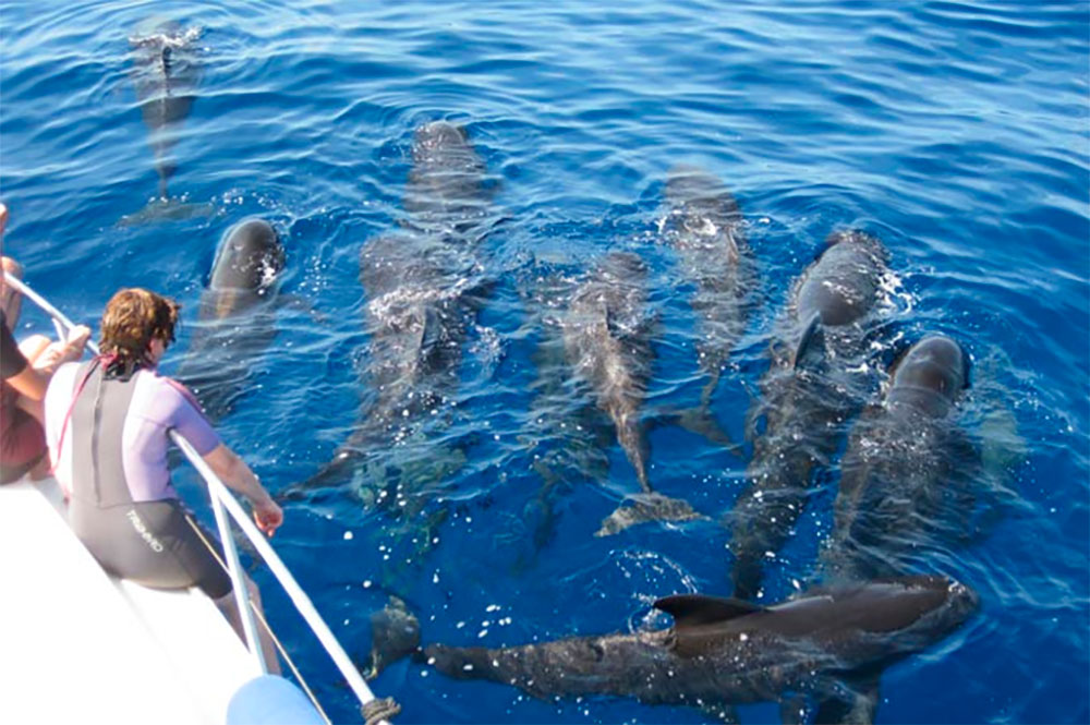 Dolphin encounters in the Mediterranean: swim with marine life