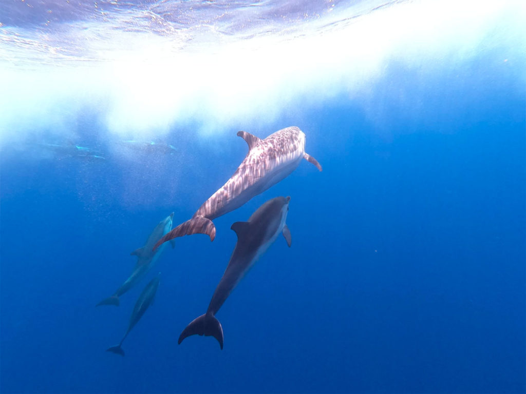 Dolphin encounters in the Mediterranean: swim with marine life