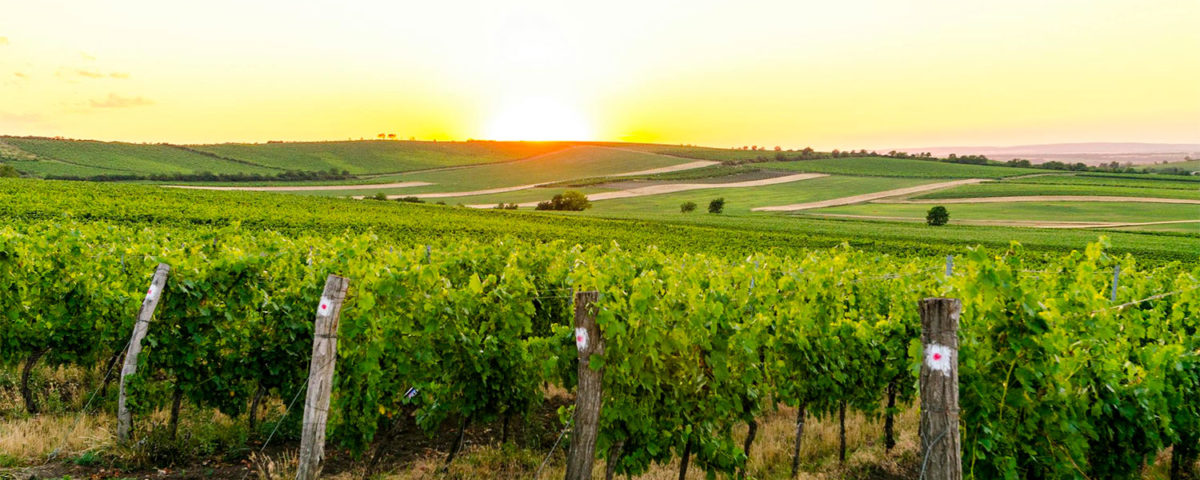 Wine tours in France with Xperience France