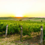Wine tours in France with Xperience France