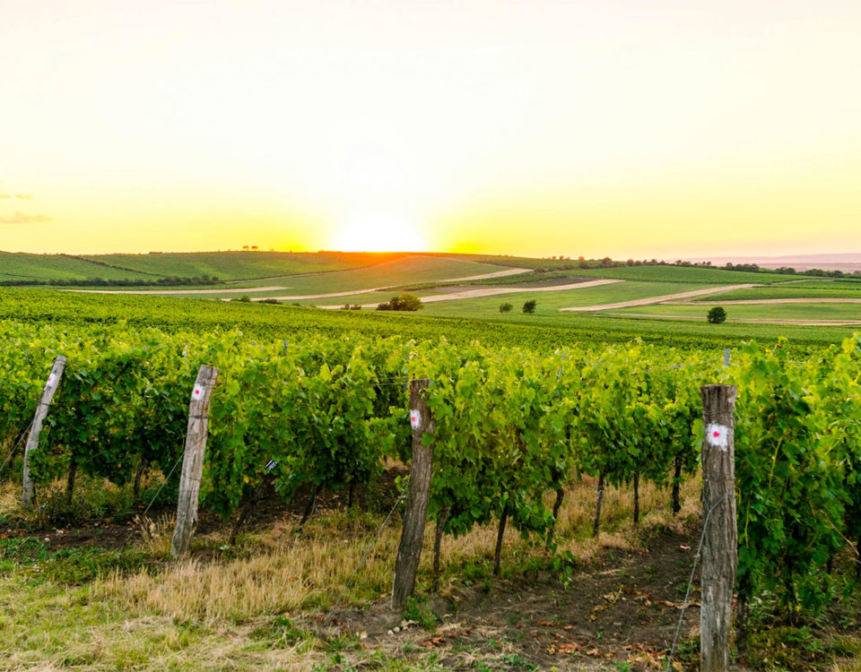 Wine tours in France with Xperience France
