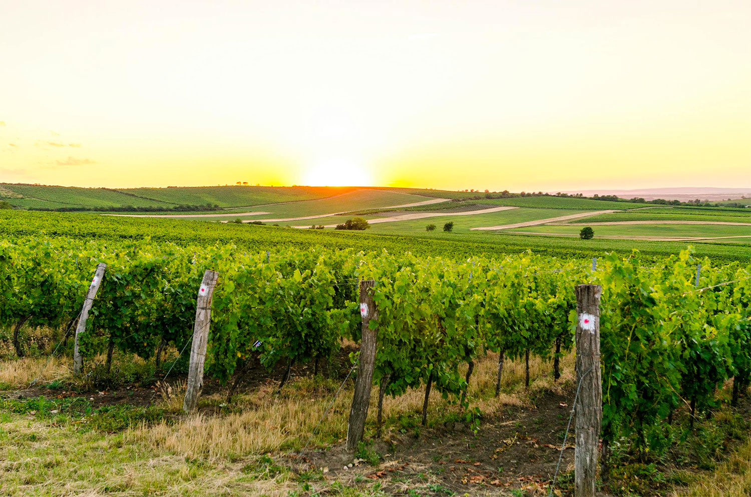 Wine tours in France with Xperience France