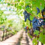 Understanding French cépages and their regional identity