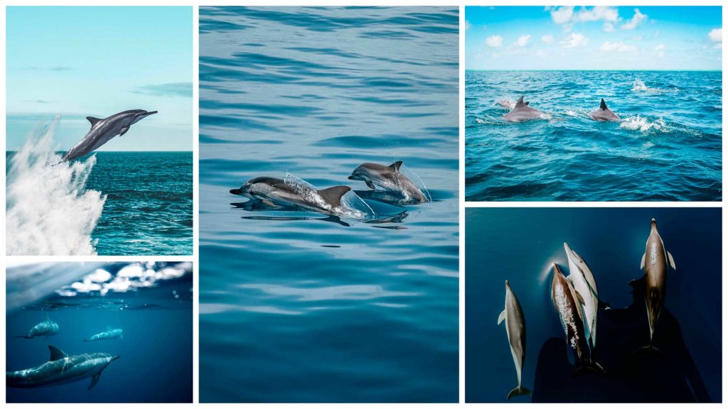 swimming with dolphins in France