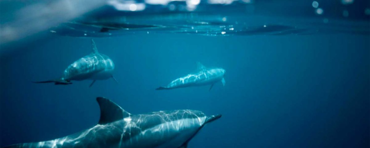 swimming with dolphins in France