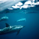 swimming with dolphins in France