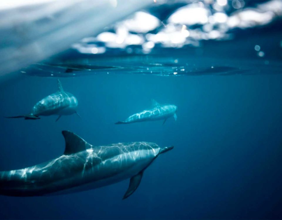 swimming with dolphins in France