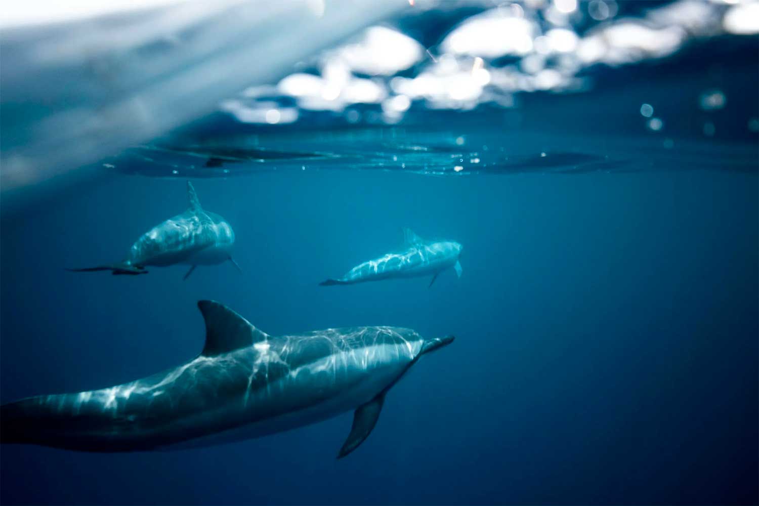 swimming with dolphins in France